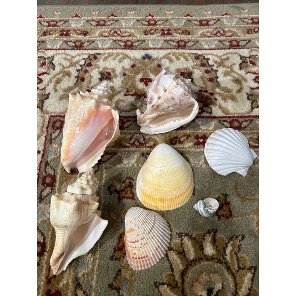 Beach Shell Lot (7) includes Conches - Picture 3 of 8